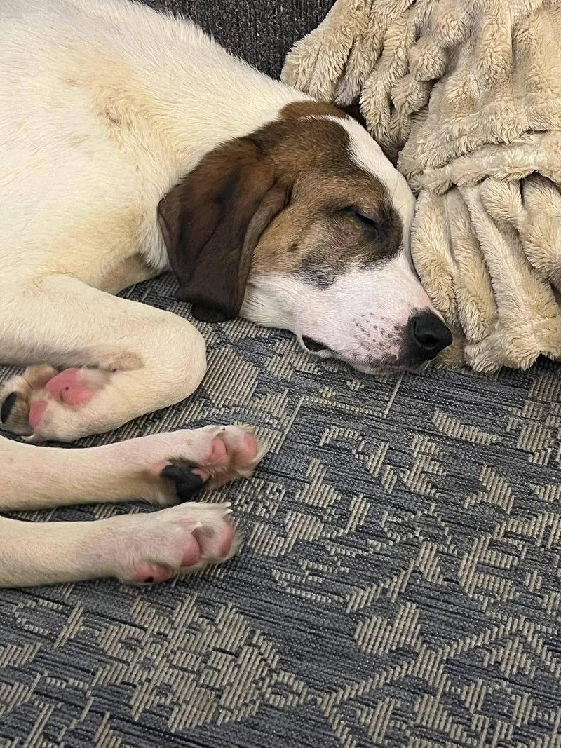 A young medium-sized female Mixed Breed dog named Juney for adoption in Shelburne, VT