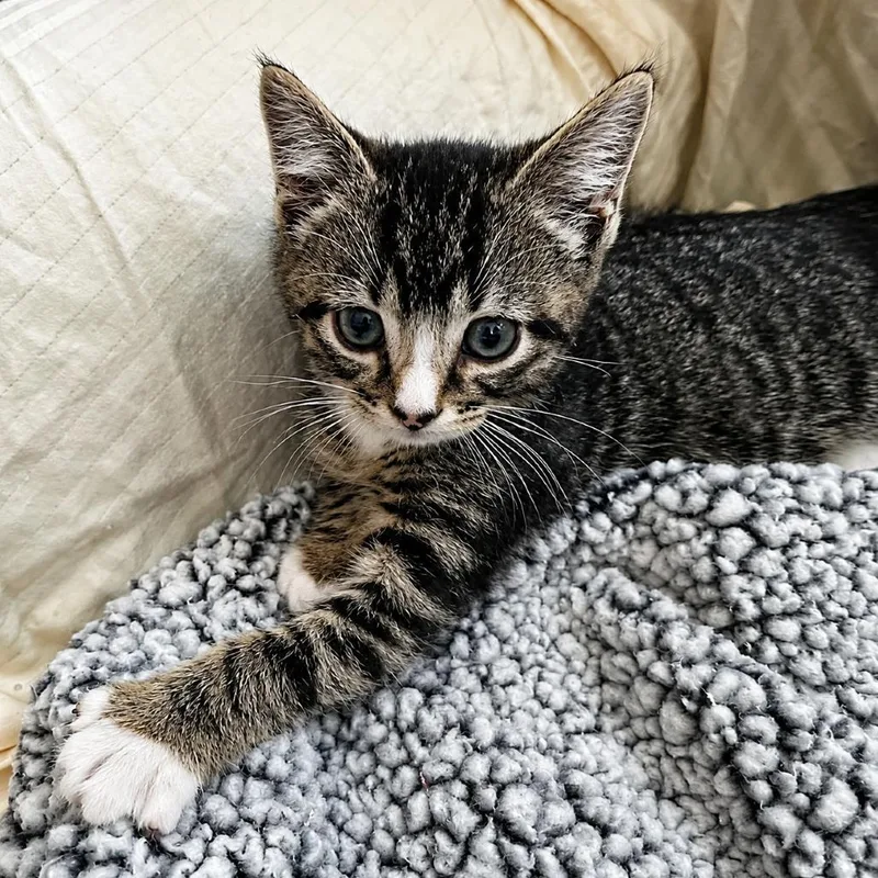 A baby small-sized male Brown / Chocolate Domestic Short Hair cat named Franklin for adoption in Houston, TX