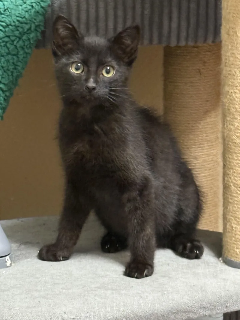 A baby medium-sized male Black Domestic Medium Hair cat named Freeway for adoption in Oakley, CA