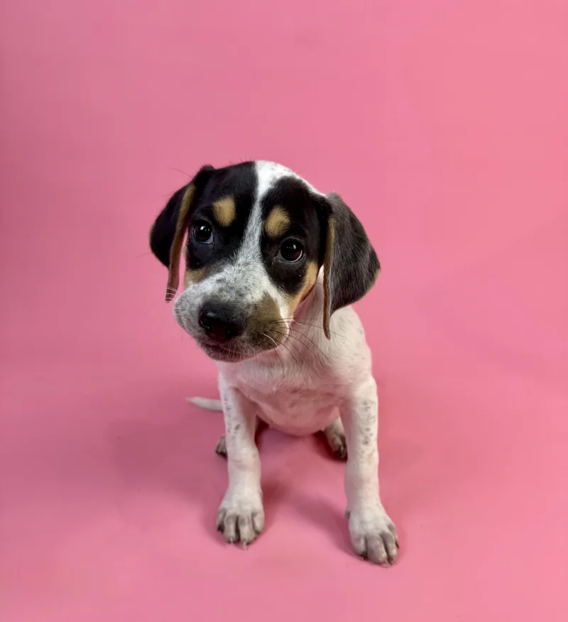 A baby small-sized female Tricolor (Brown, Black, & White) Chihuahua dog named Madeline Wuntch for adoption in Alvin, TX
