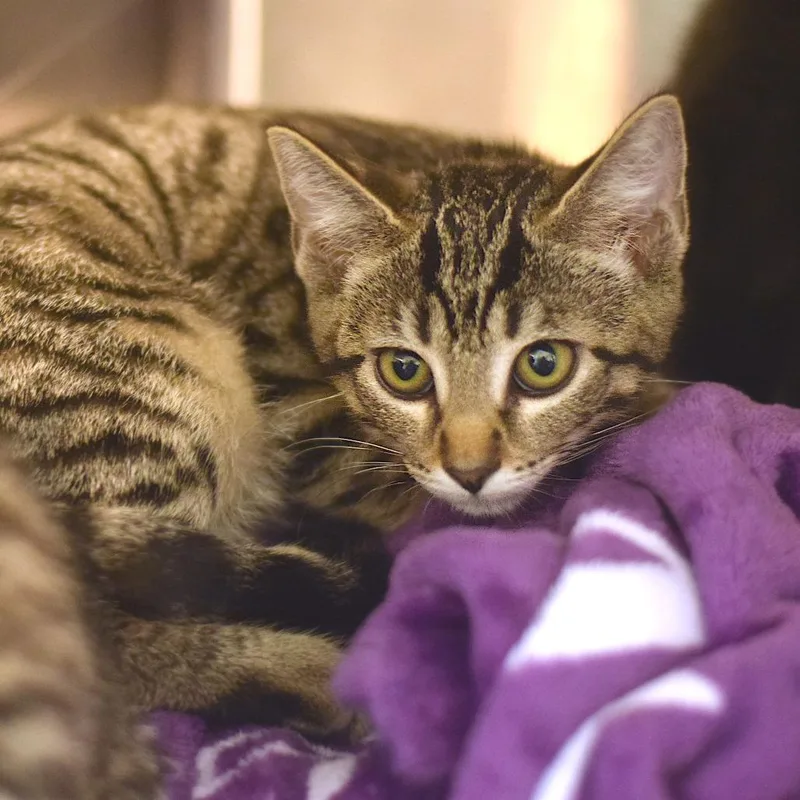 A baby small-sized female Brown / Chocolate Domestic Short Hair cat named Cotton Candy for adoption in Belleville, IL