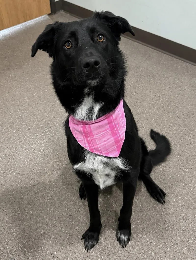 A young medium-sized female Black Border Collie dog named Koda for adoption in Sault Sainte Marie, MI