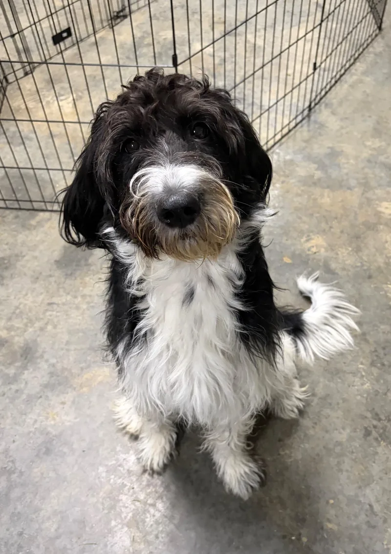 A young medium-sized female Black Goldendoodle dog named Lola for adoption in Seneca, PA