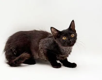 A young small-sized female Domestic Long Hair cat named Cammy for adoption in Bowling Green, KY