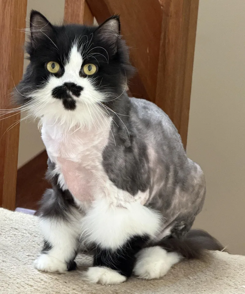 An adult medium-sized female Black & White / Tuxedo Domestic Long Hair cat named Hope for adoption in Broomall, PA