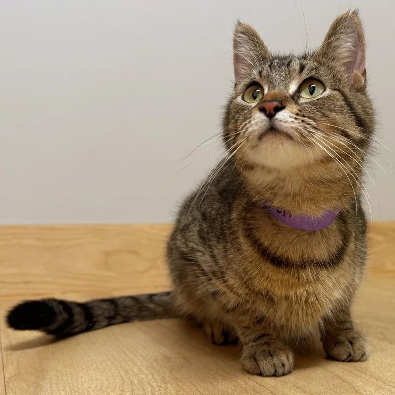 An adult medium-sized female Brown / Chocolate Domestic Short Hair cat named Helen C for adoption in Minnetonka, MN