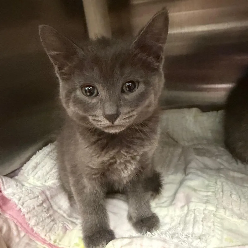 A baby small-sized female Gray / Blue / Silver Domestic Short Hair cat named Jeanette for adoption in Keizer, OR