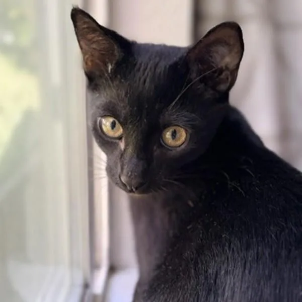 A baby medium-sized male Domestic Short Hair cat named Art for adoption in Dublin, CA