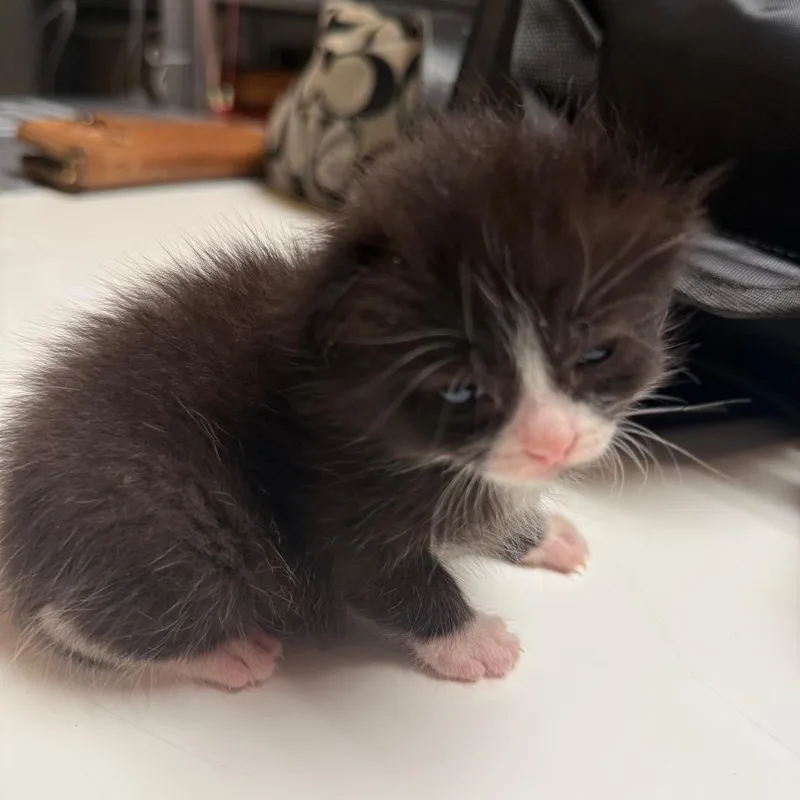 A baby small-sized male Black Domestic Short Hair cat named Benito for adoption in Oakton, VA