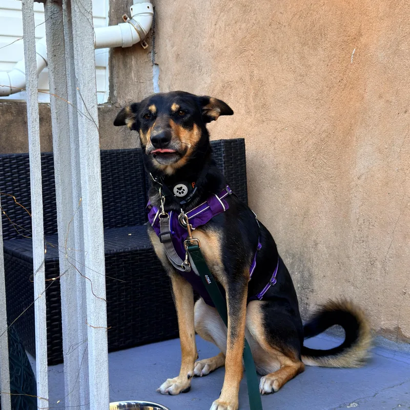 A young medium-sized female Black Canaan Dog dog named Bella for adoption in New York, NY