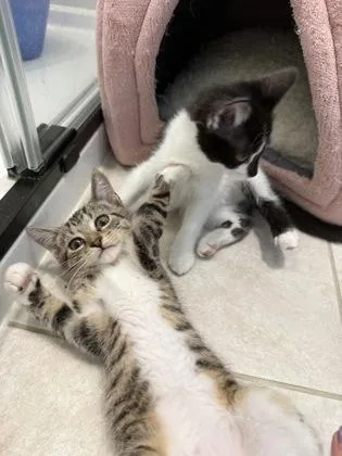 A baby small-sized male Gray & White Domestic Short Hair cat named Tommy Thompkins for adoption in Annapolis, MD