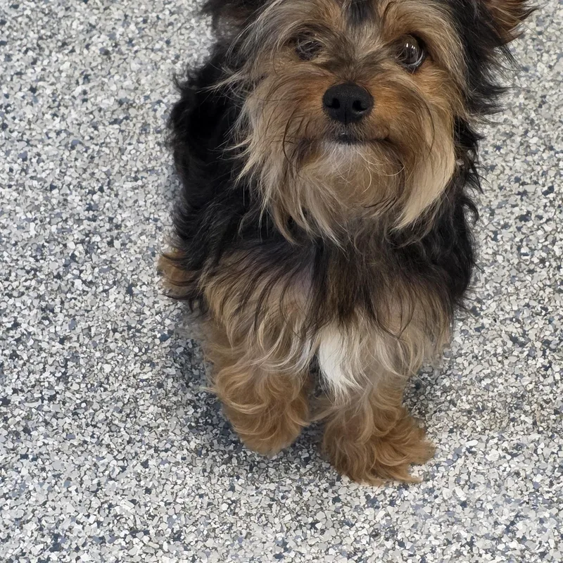 A young small-sized male Bicolor Yorkshire Terrier dog named Maxwell for adoption in Momence, IL
