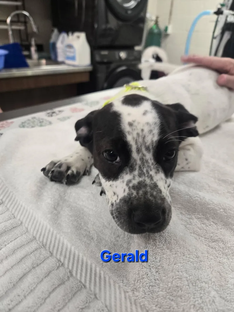 A baby medium-sized male Australian Cattle Dog / Blue Heeler dog named Gerald for adoption in Whitehall, PA