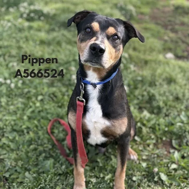 An adult medium-sized male Pit Bull Terrier dog named Pippen for adoption in Huntsville, AL