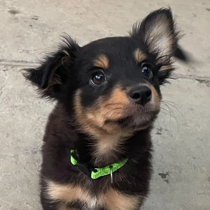 A baby medium-sized female Australian Shepherd dog named Vada for adoption in Antioch, CA