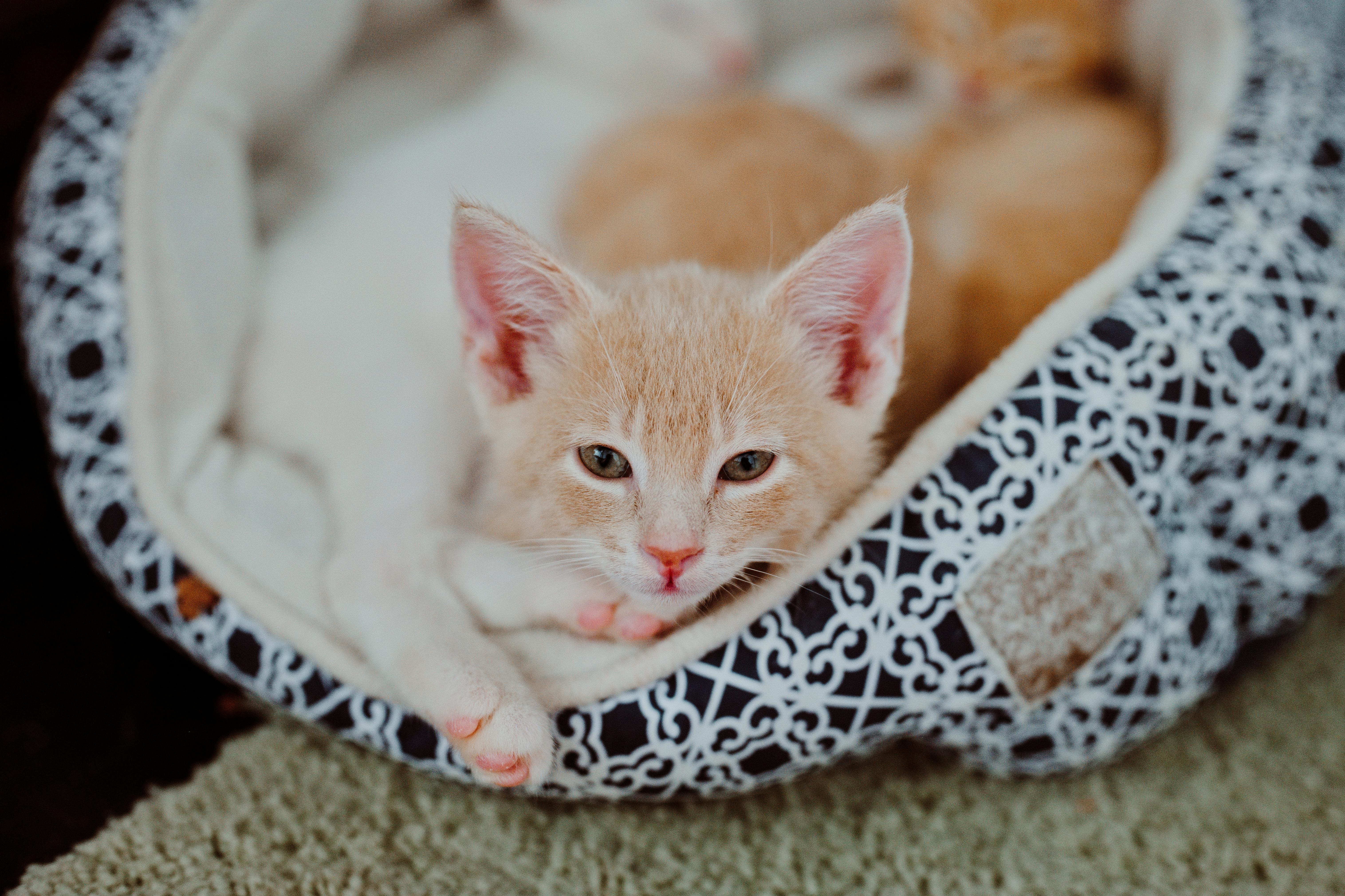 A baby medium-sized male Buff / Tan / Fawn Domestic Short Hair cat named Rolo for adoption in Le Mars, IA