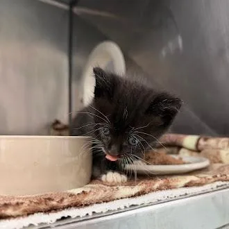 A baby small-sized male Black Domestic Short Hair cat named Ravenous Rawr for adoption in Austin, TX