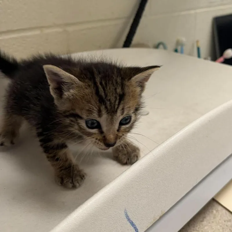 A baby small-sized male Gray / Blue / Silver Domestic Short Hair cat named Tiko for adoption in Bastrop, TX