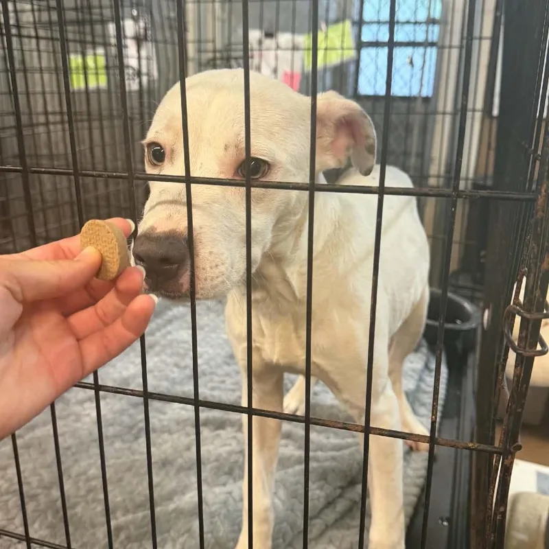 A baby medium-sized female Pit Bull Terrier dog named Petunia for adoption in Stephenville, TX