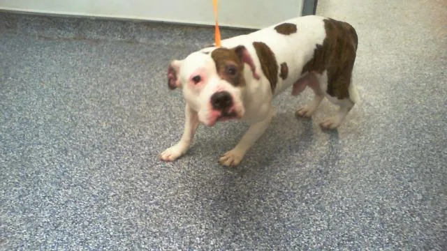 A young medium-sized male Pit Bull Terrier dog named A for adoption in Charlotte, NC