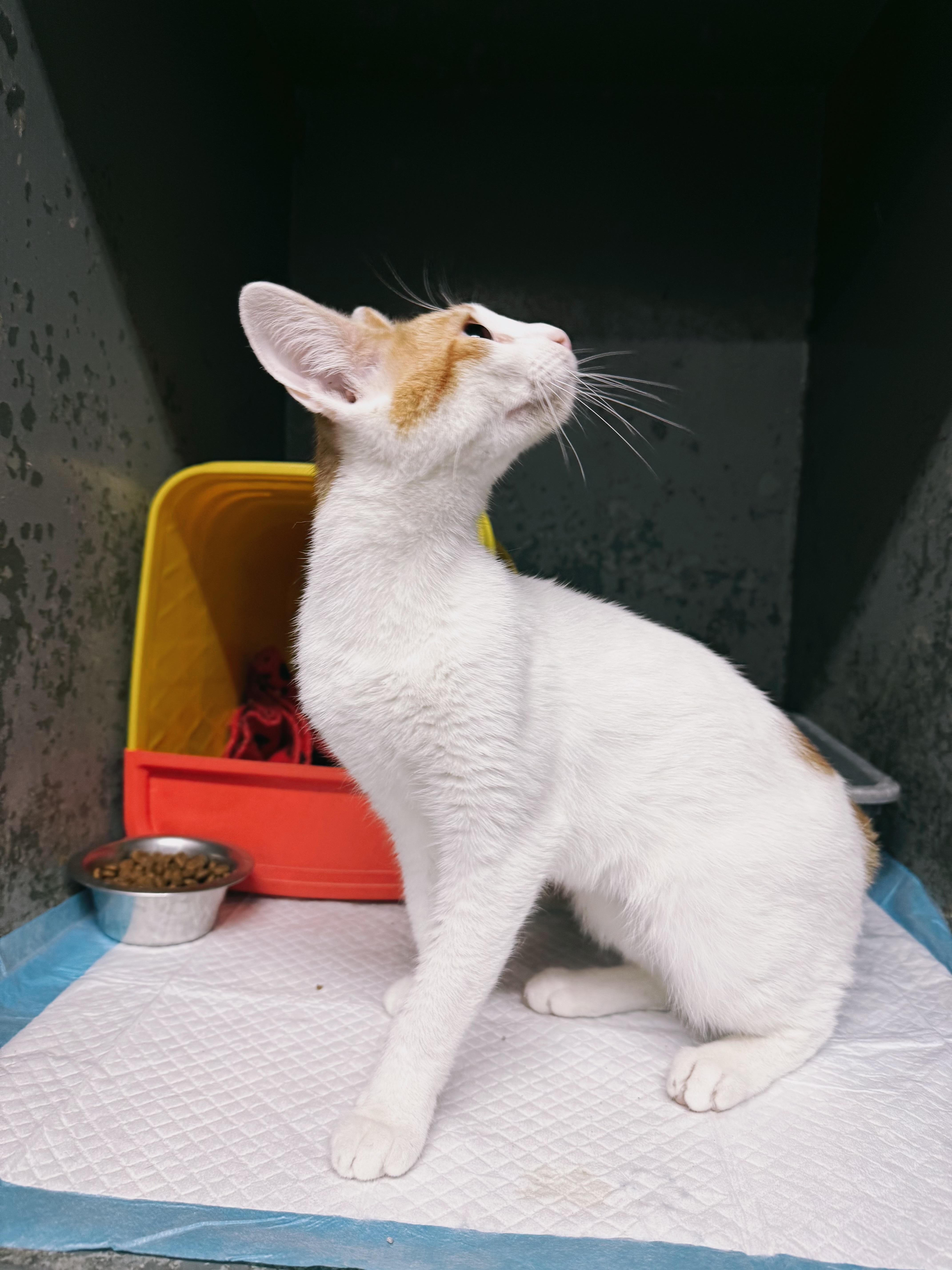 A young medium-sized female Orange & White Domestic Short Hair cat named Beverly for adoption in Varnville, SC
