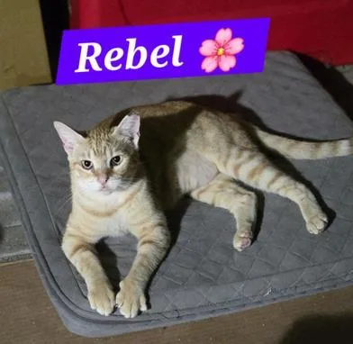 A young medium-sized female Tabby (Orange / Red) Domestic Short Hair cat named Rebel for adoption in Liverpool, TX