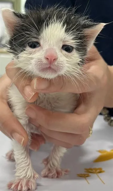 A baby small-sized female Domestic Short Hair cat named Quailen for adoption in Upper Marlboro, MD