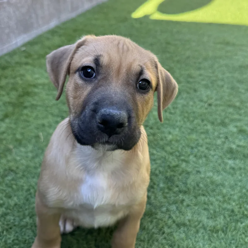 A baby large-sized male Mixed Breed dog named Earth for adoption in Henderson, NV