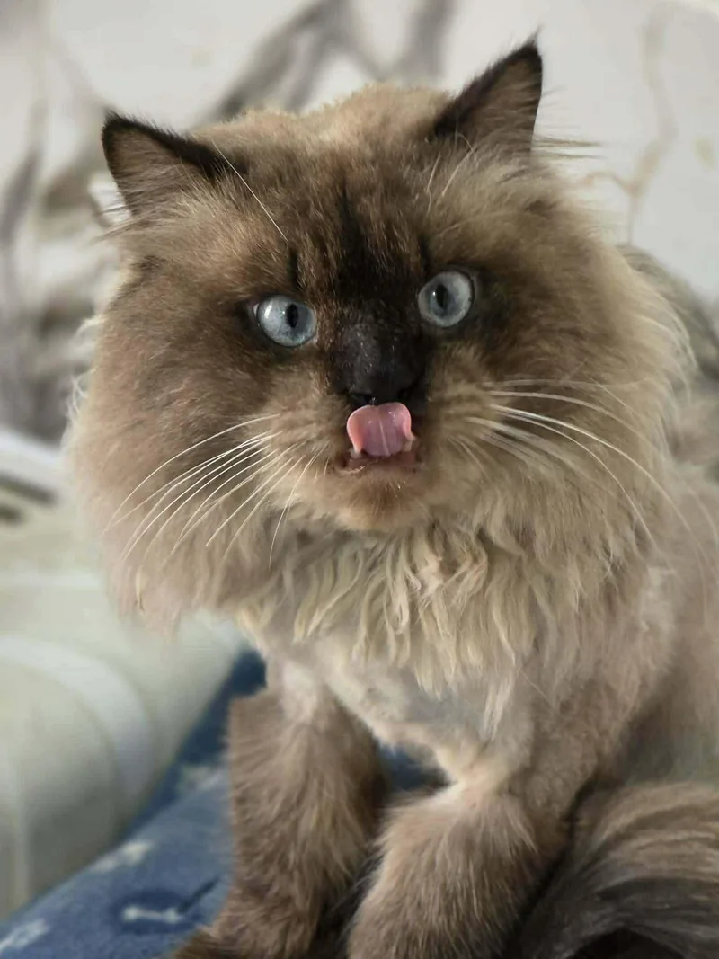 An adult large-sized male Seal Point Himalayan cat named Kodak for adoption in Allentown, NJ
