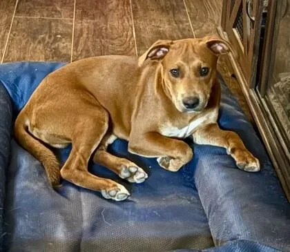 An adult medium-sized male Brown / Chocolate American Staffordshire Terrier dog named Cygnus for adoption in Houston, TX