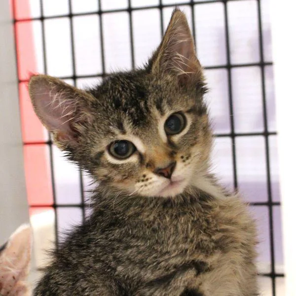 A baby small-sized female Domestic Short Hair cat named Jonesy for adoption in Des Moines, IA