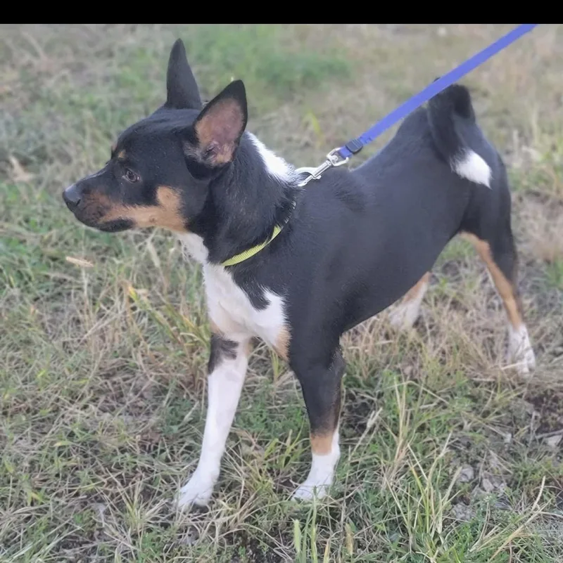 A young medium-sized male Jack Russell Terrier dog named Otis for adoption in Fountaintown, IN