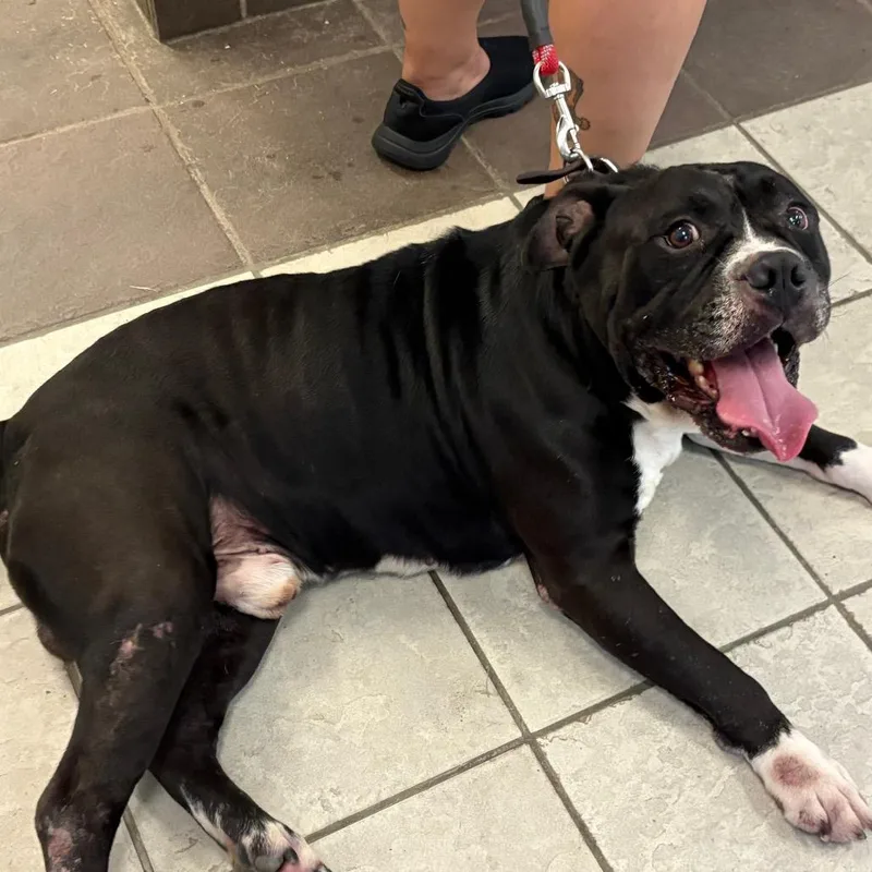 An adult large-sized male Black Mixed Breed dog named StrayMaconRoad for adoption in Columbus, GA