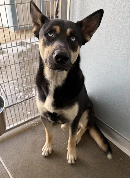 A young medium-sized male Shepherd dog named Zed for adoption in Fresno, CA
