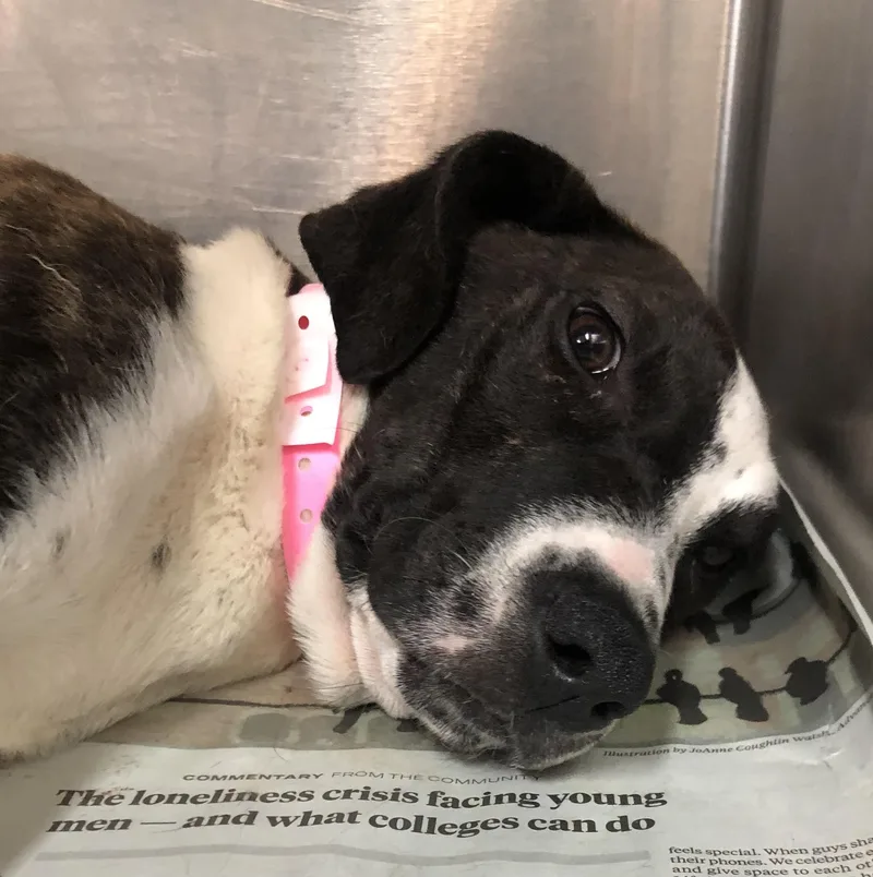 A baby medium-sized female Black Labrador Retriever dog named Donna for adoption in Parma, OH