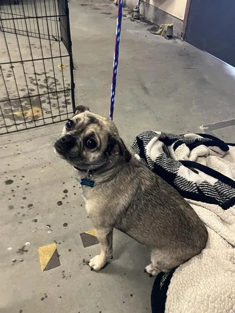 An adult small-sized male Pug dog named Ryder for adoption in Camarillo, CA
