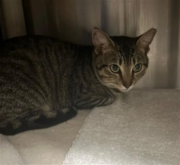 A young medium-sized male Domestic Short Hair cat named David for adoption in Derwood, MD