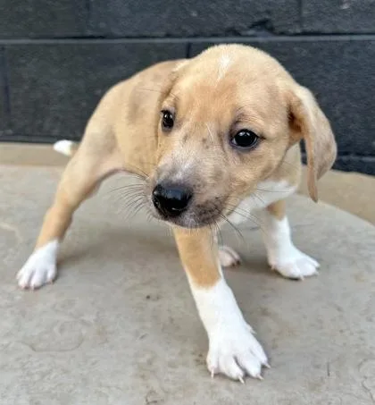 A baby medium-sized male Beagle dog named Calvin for adoption in Wilkesboro, NC