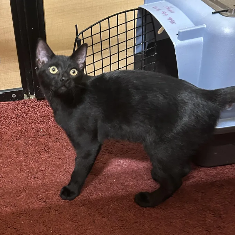 A baby medium-sized male Black Domestic Short Hair cat named Syracuse for adoption in Spring Branch, TX