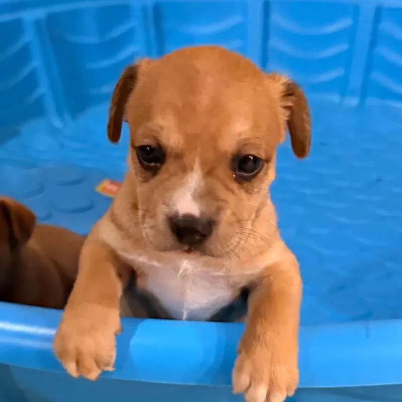 A baby small-sized male Yellow / Tan / Blond / Fawn Miniature Pinscher dog named Liam for adoption in Tupelo, MS