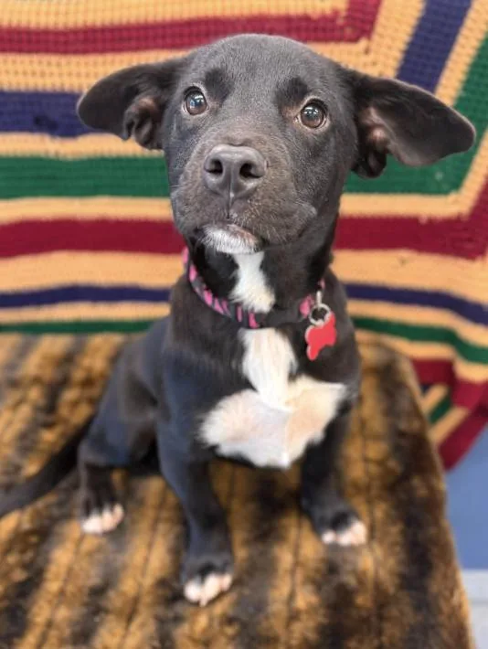 A young medium-sized female Black Staffordshire Bull Terrier dog named Melanie for adoption in Fort Collins, CO
