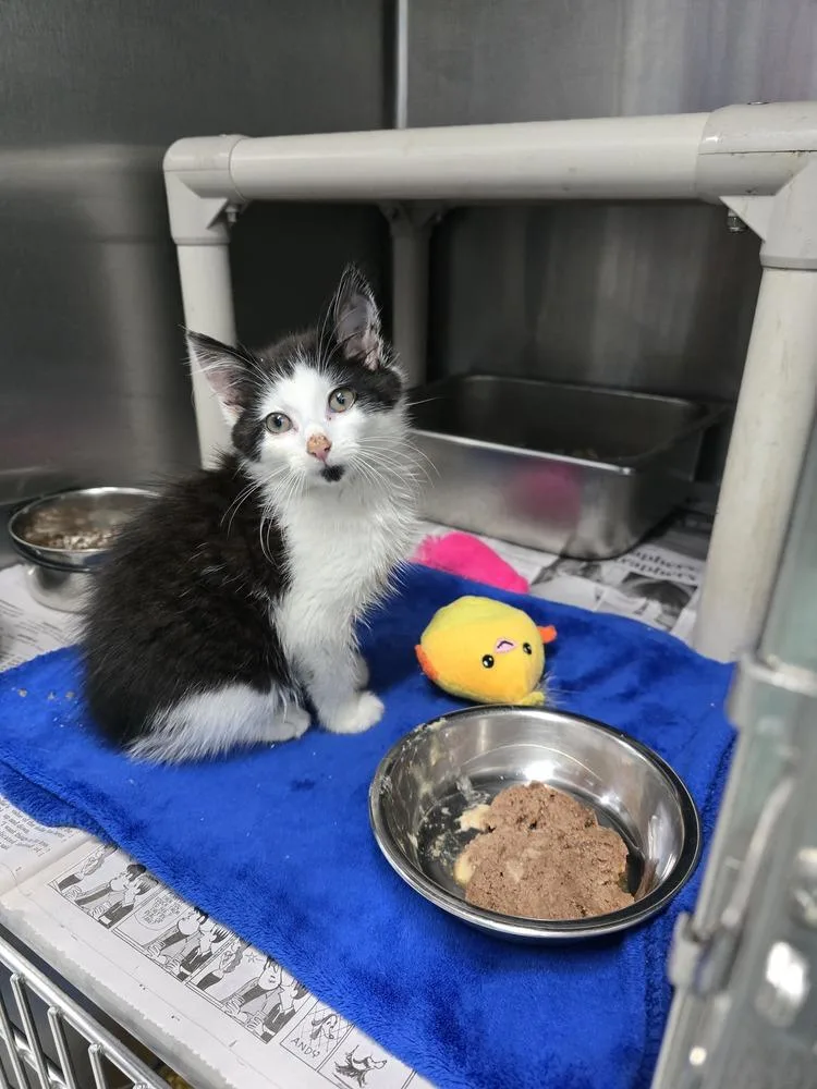 A baby small-sized male Black & White / Tuxedo Domestic Short Hair cat named Tidy for adoption in Evansville, IN