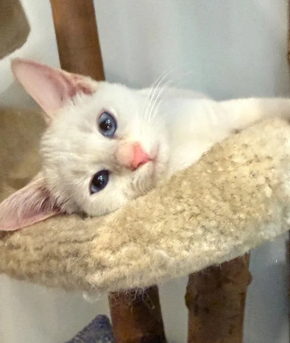 A young medium-sized female Siamese cat named Scrubbing Bubbles for adoption in Nashville, TN