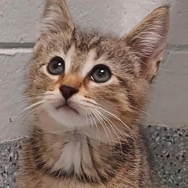 A baby small-sized male Brown / Chocolate Domestic Short Hair cat named Scout for adoption in Dayton, OH