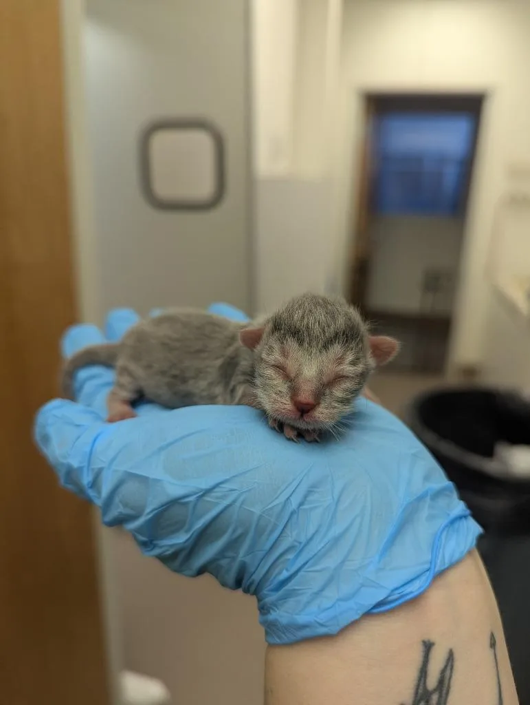 A baby medium-sized female Domestic Short Hair cat named Bonnie for adoption in La Porte, IN