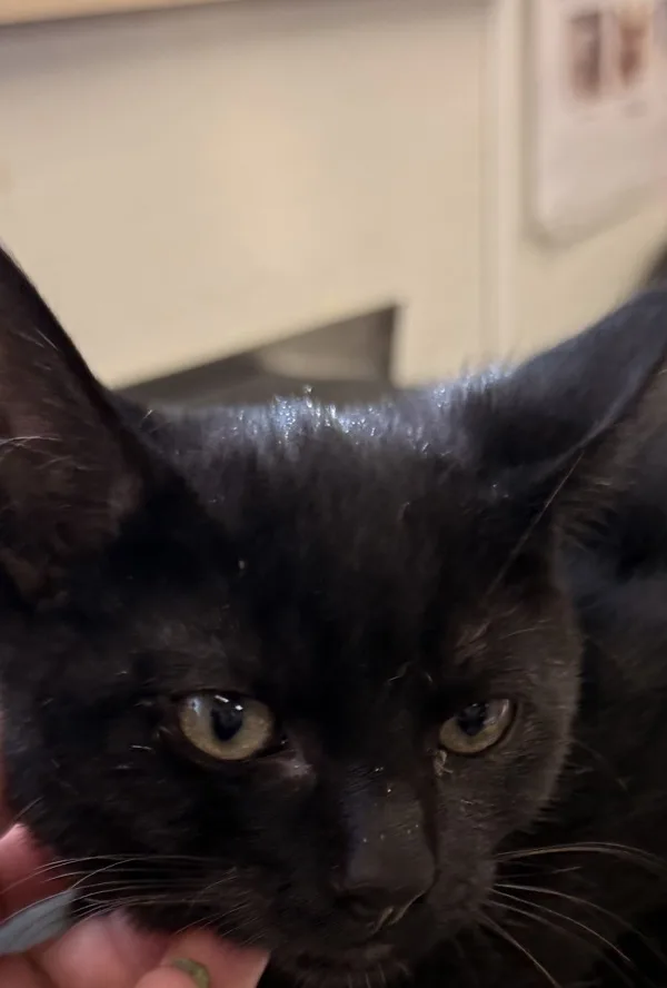 A baby medium-sized male Domestic Short Hair cat named Waffles for adoption in Napa, CA
