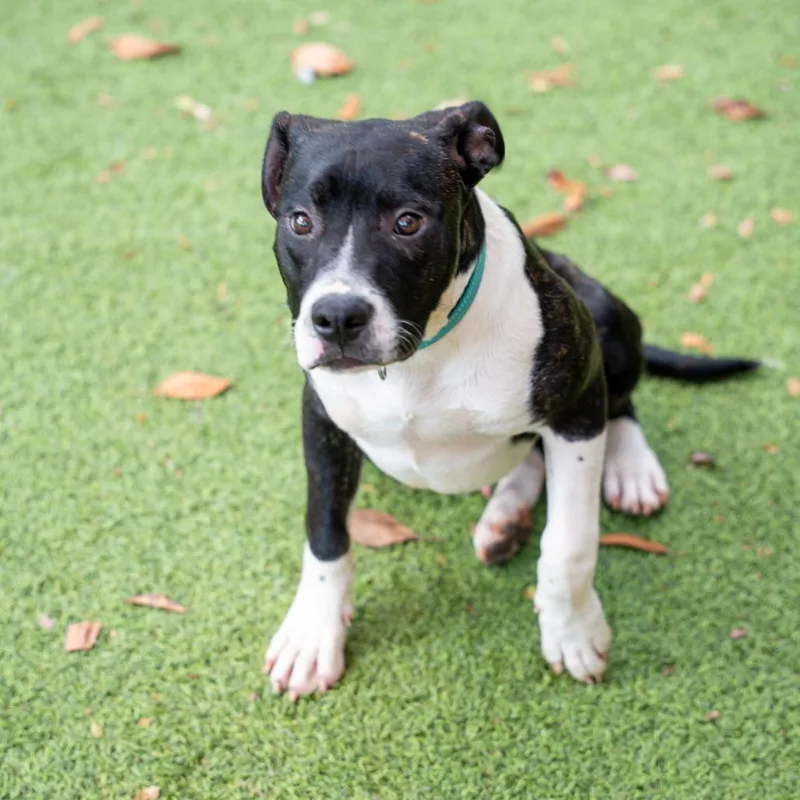 A young medium-sized male Black Terrier dog named Chunk for adoption in Gainesville, GA