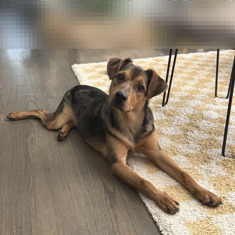 A young medium-sized male Black Mixed Breed dog named Garrich for adoption in Fredericksburg, VA
