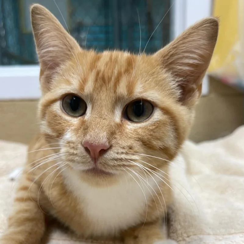 A young medium-sized male Tabby cat named Punch for adoption in Fort Payne, AL