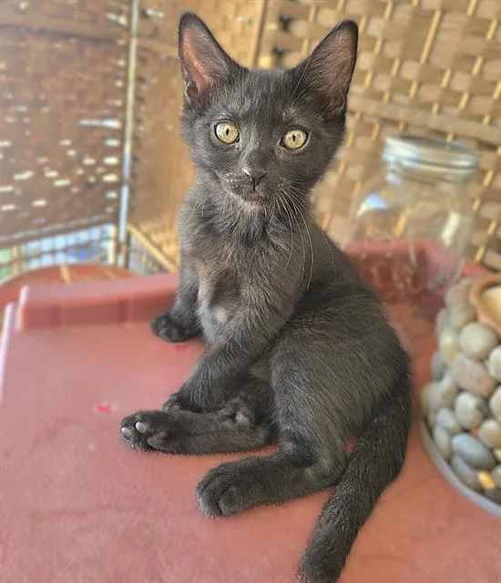 A baby small-sized male Domestic Short Hair cat named Eclipse for adoption in Sacramento, CA